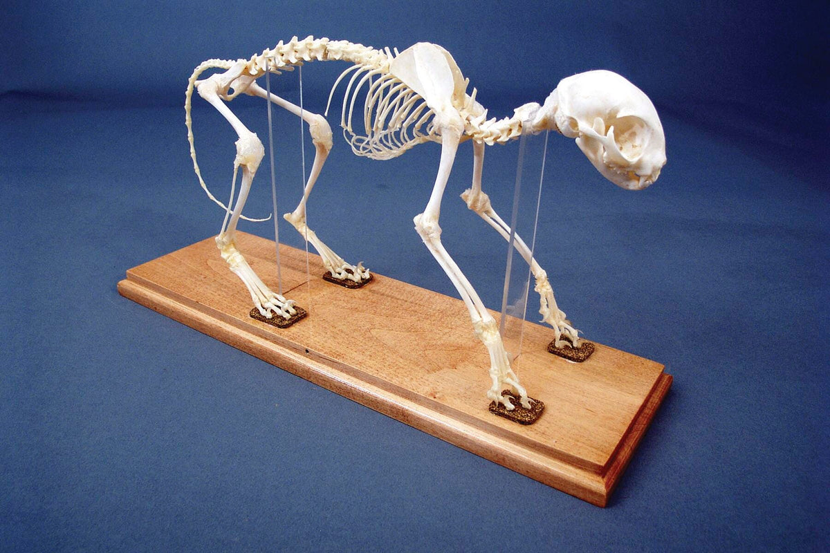 SKELETON CAT ARTICULATED W/COVER