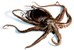 OCTOPUS PLAIN 6-8IN WET EA