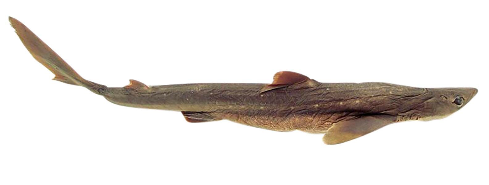 SHARK TRIPLE 22-27IN VAC PK/10