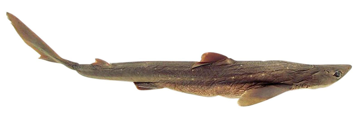 SHARK TRIPLE 22-27IN VAC PK/10