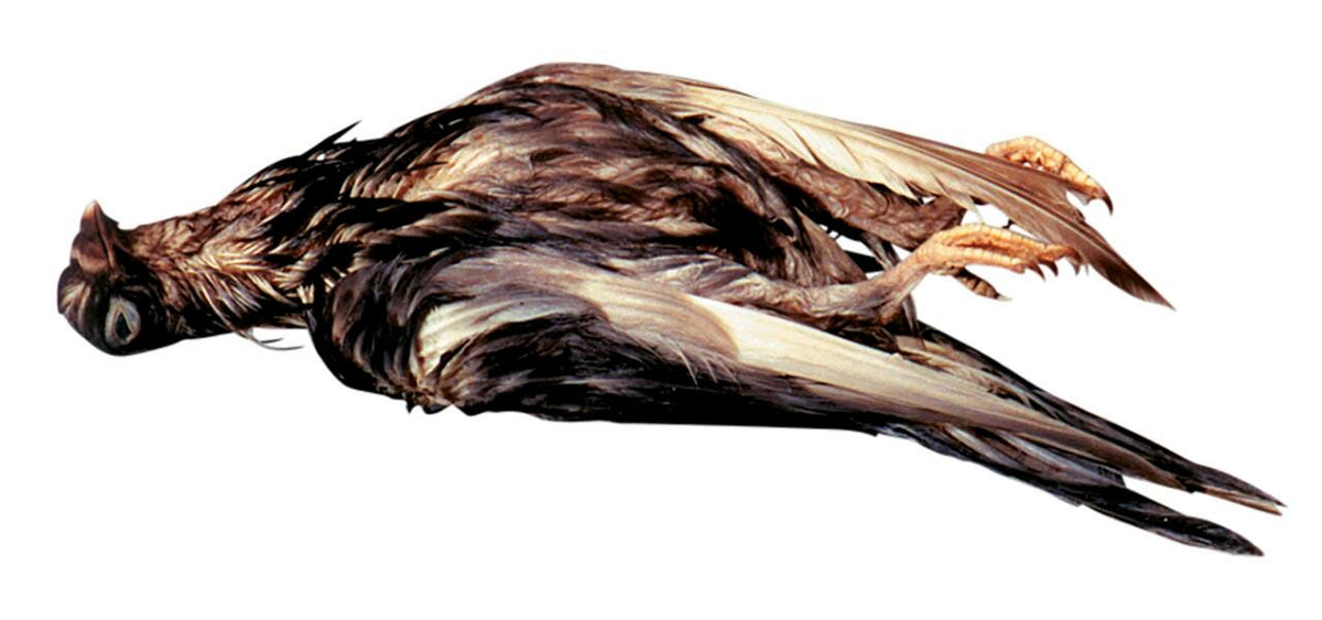 PIGEON PLAIN VAC 10/PK