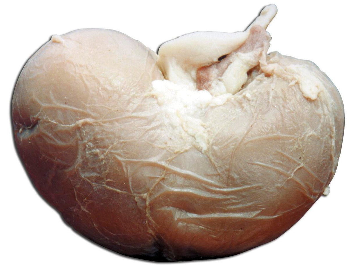 SHEEP KIDNEY PLAIN WET PAIL/100