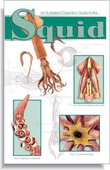 GUIDE SQUID DISSECTION