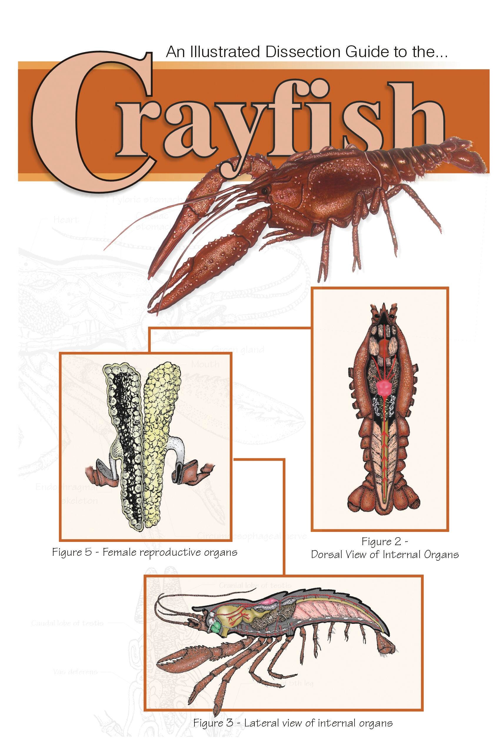 GUIDE CRAYFISH DISSECTION