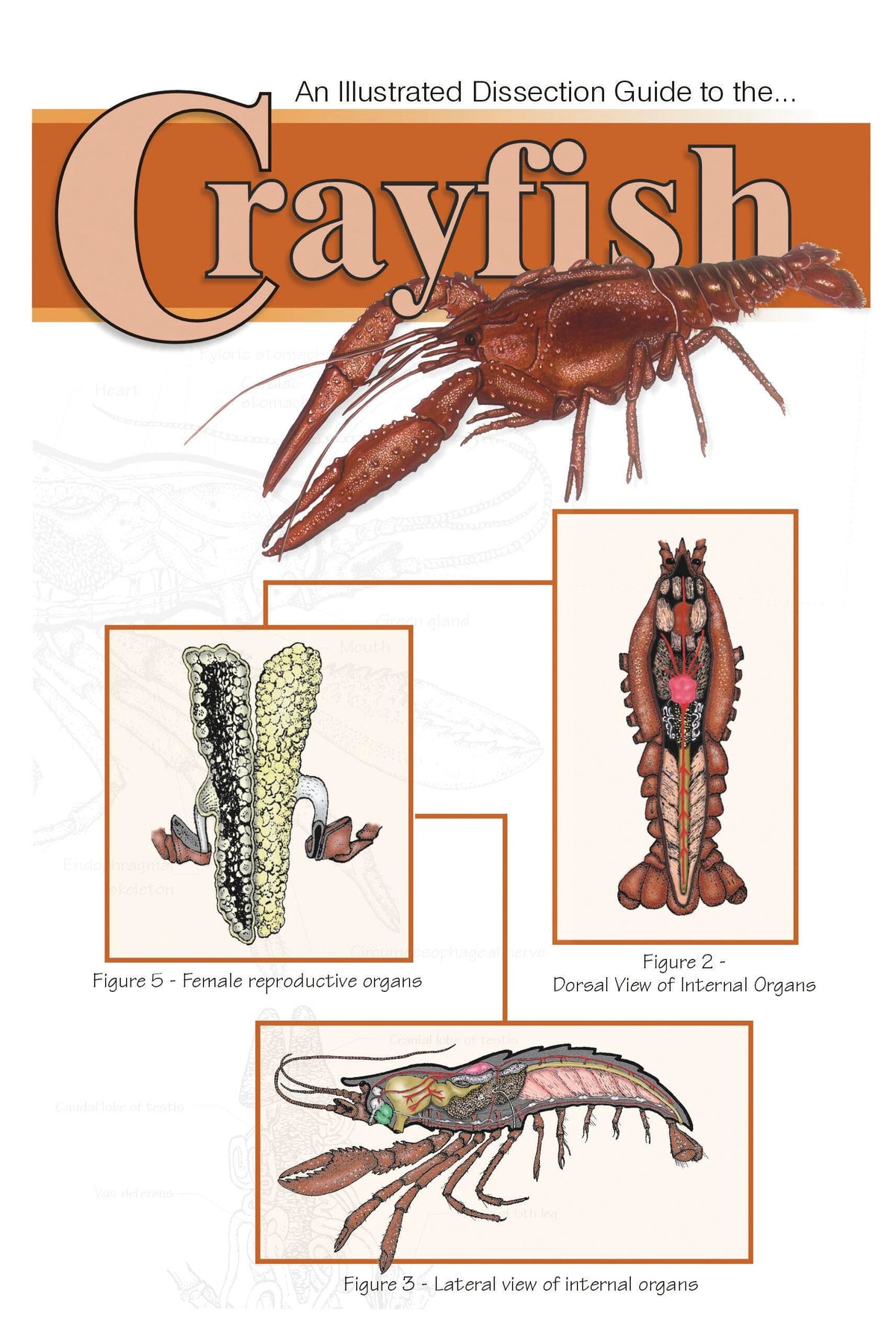 GUIDE CRAYFISH DISSECTION