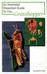 GUIDE GRASSHOPPER DISSECTION
