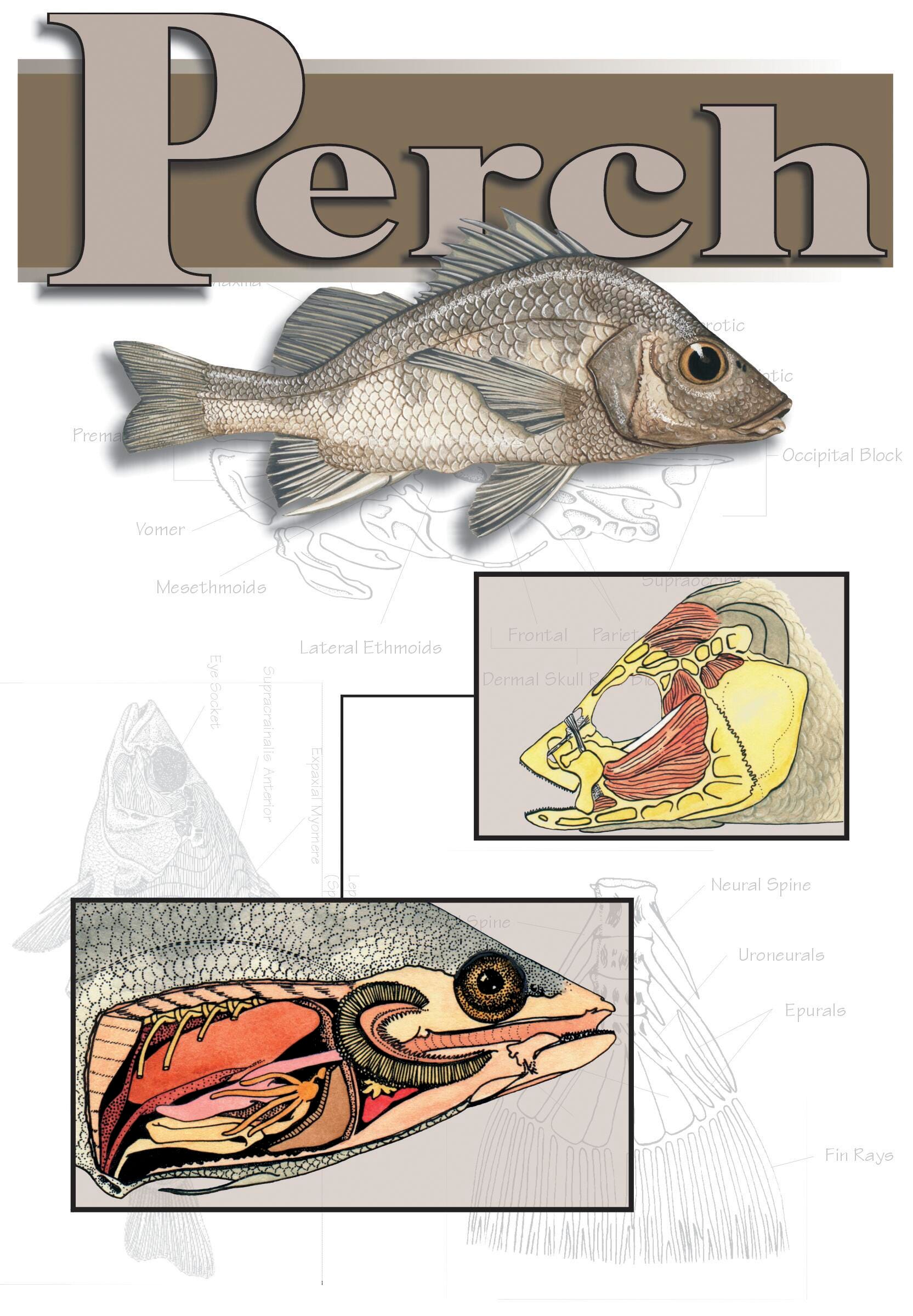 GUIDE PERCH DISSECTION