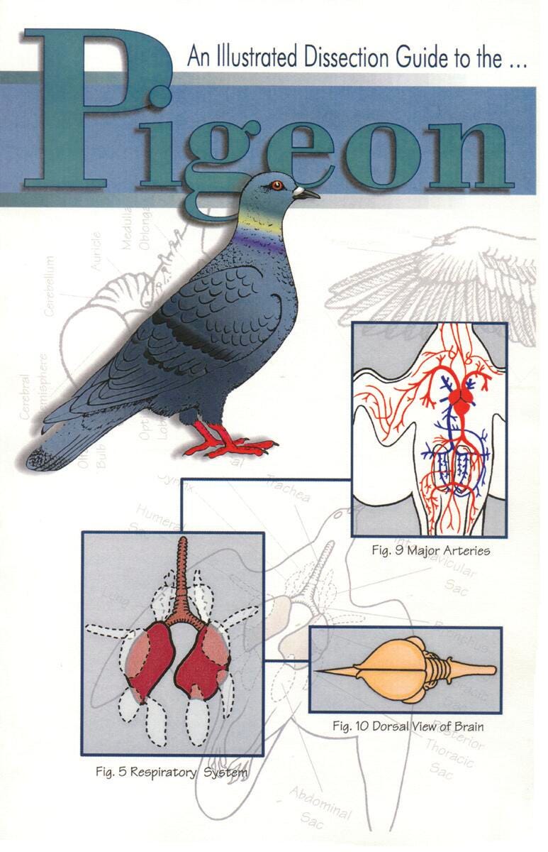 GUIDE PIGEON DISSECTION