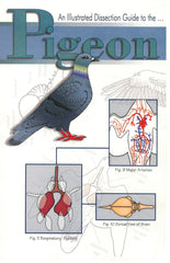 GUIDE PIGEON DISSECTION