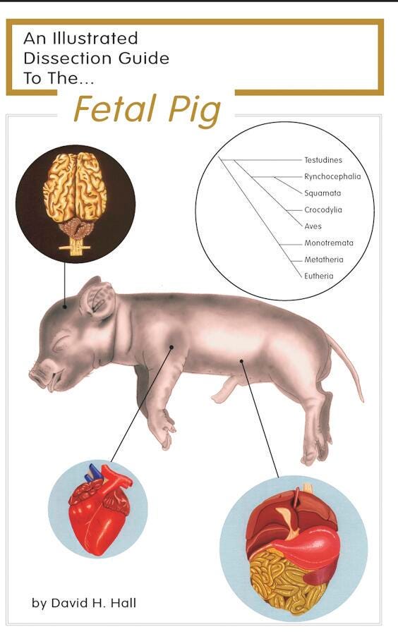 GUIDE PIG DISSECTION