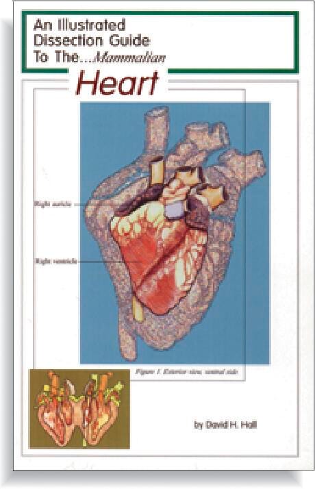 GUIDE MAMMAL HEART DISSECTION