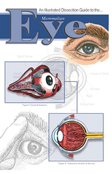 GUIDE MAMMAL EYE DISSECTION