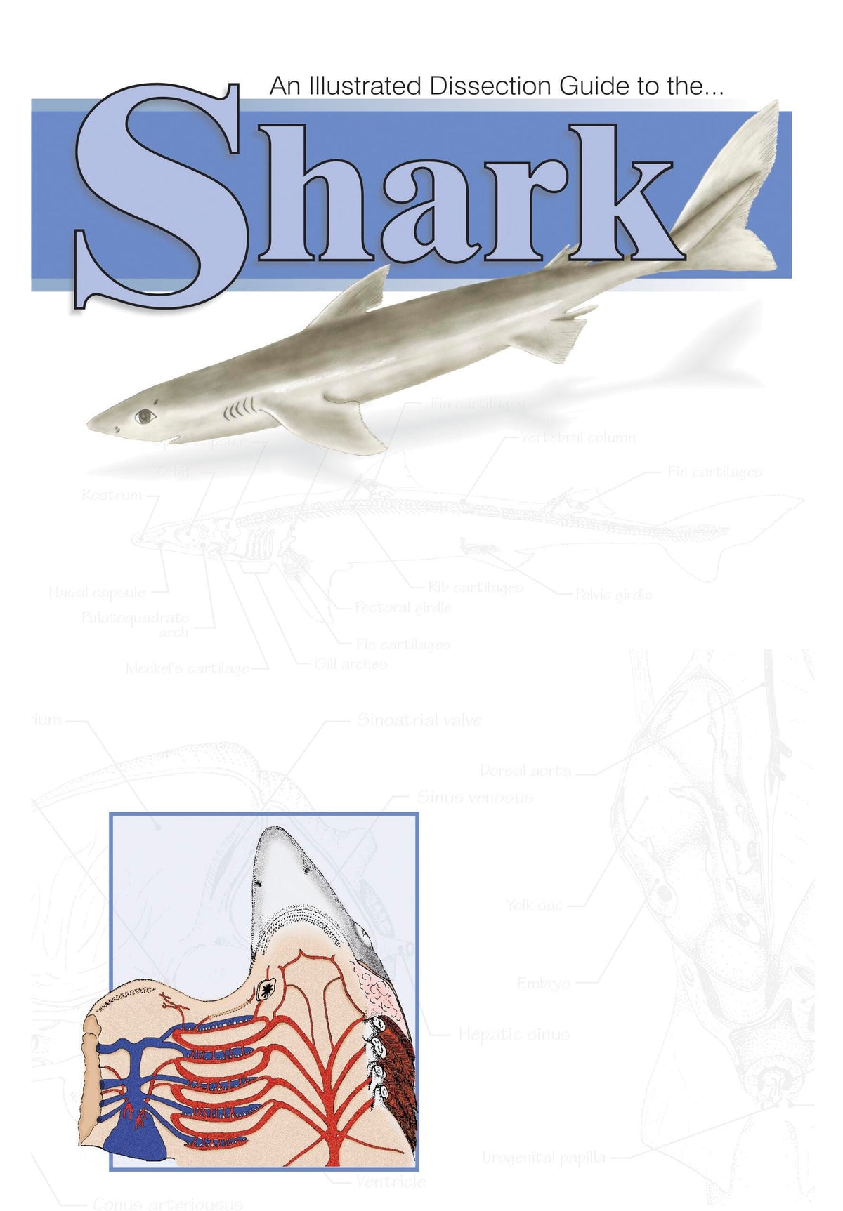 GUIDE SHARK DISSECTION