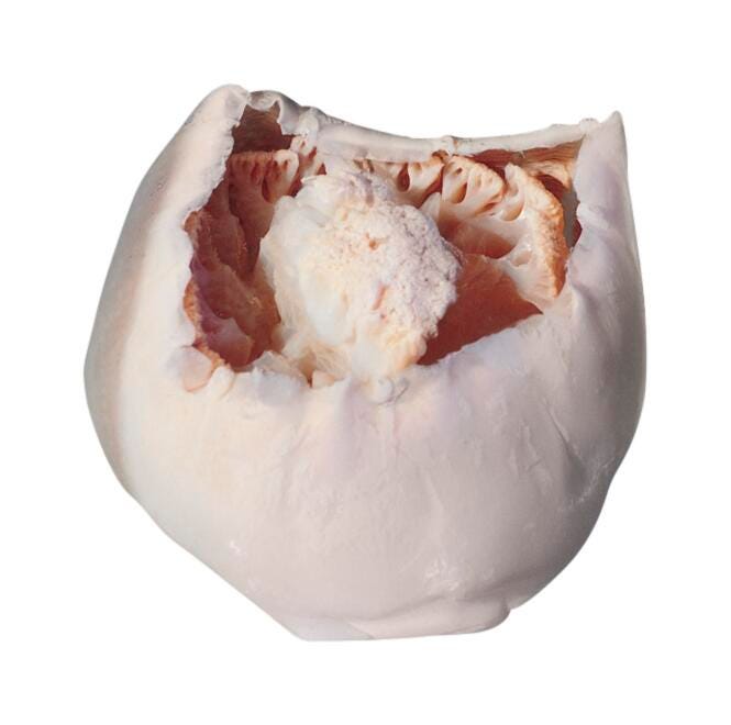 JELLYFISH STOMOLOPHUS PK/10