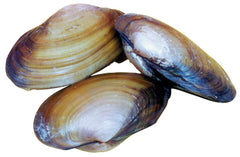 CLAM 3-5IN WET PAIL/50