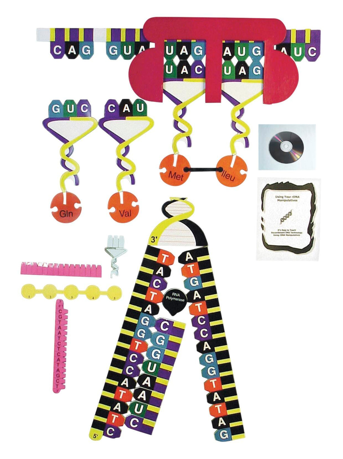 PROTEIN SYNTHESIS EA