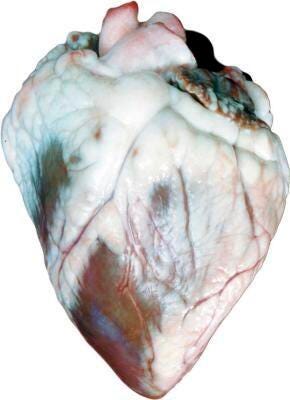 SHEEP HEART WET PAIL/100