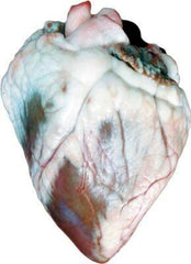 SHEEP HEART WET PAIL/100