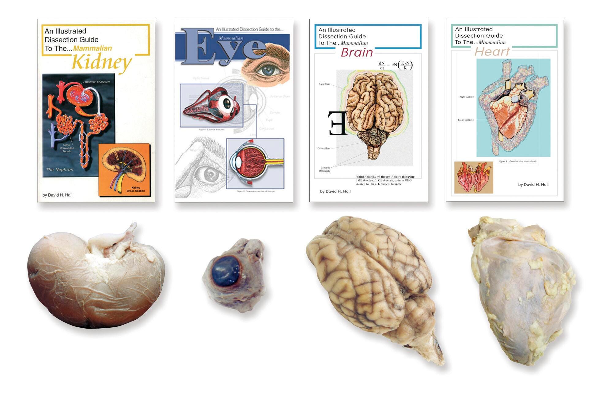 SHEEP ORGAN SET SET/4