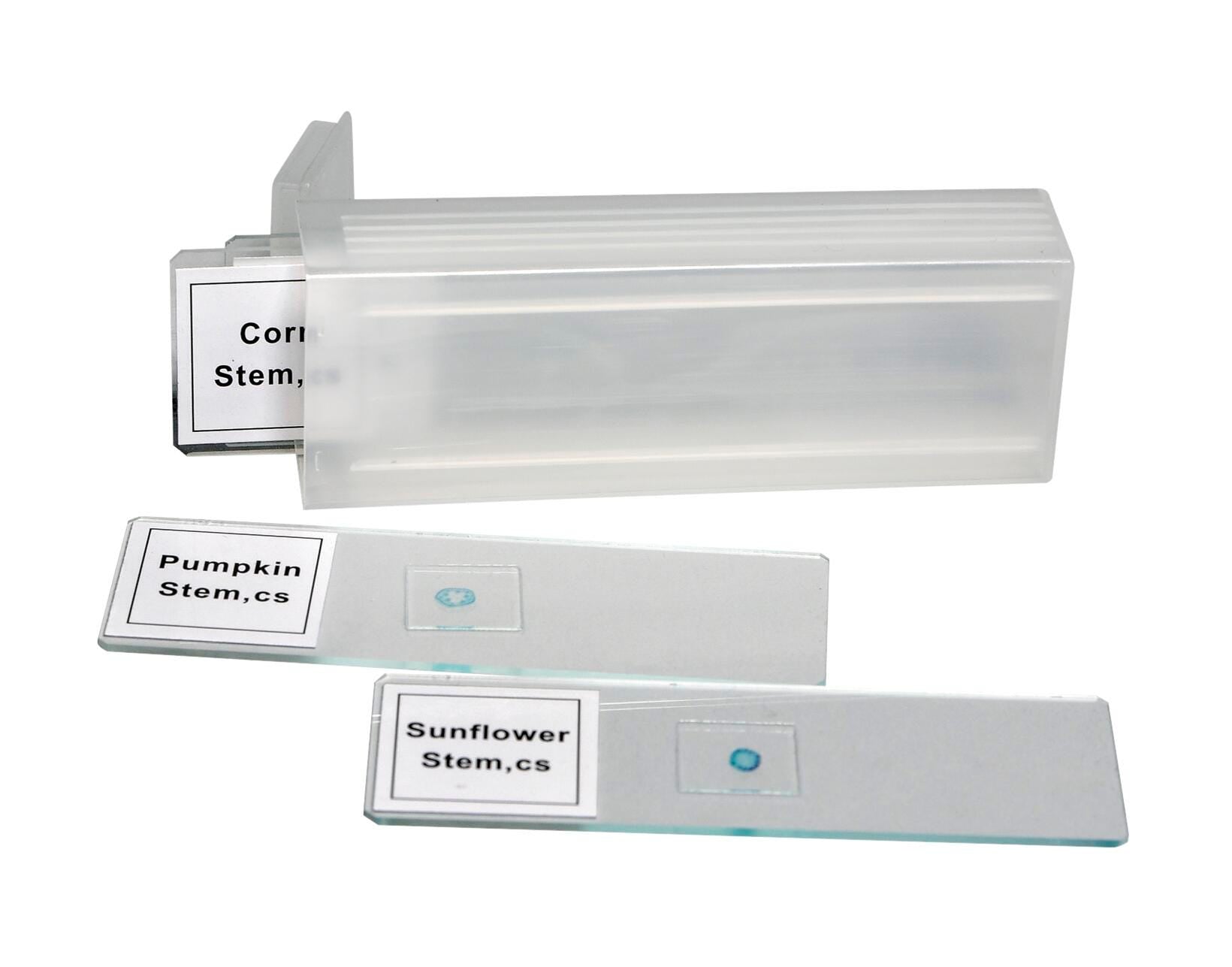 SLIDES DICOT STEM CS SET/4