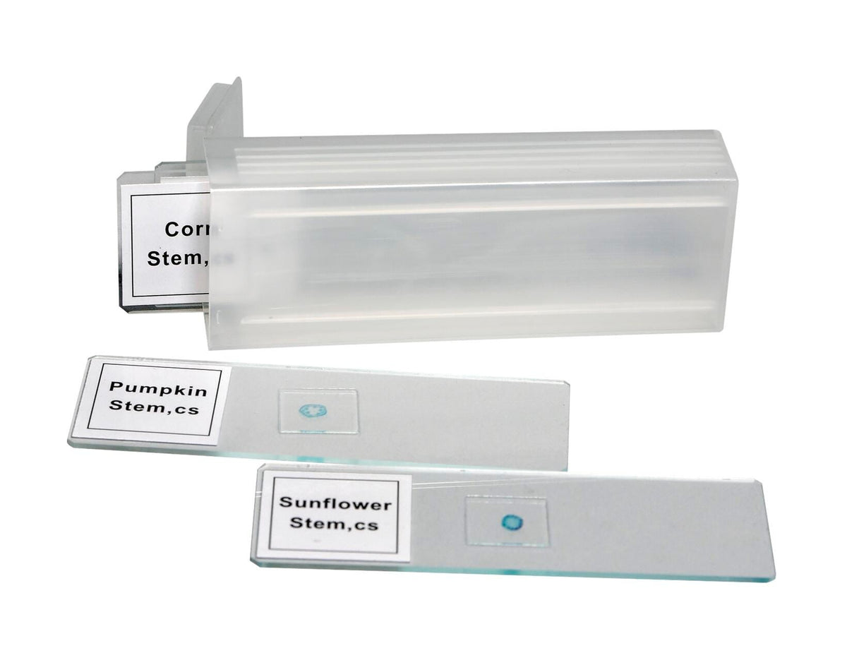 SLIDES DICOT STEM CS SET/4