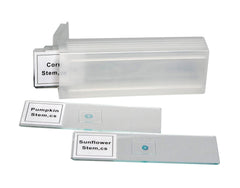 SLIDES DICOT STEM CS SET/4