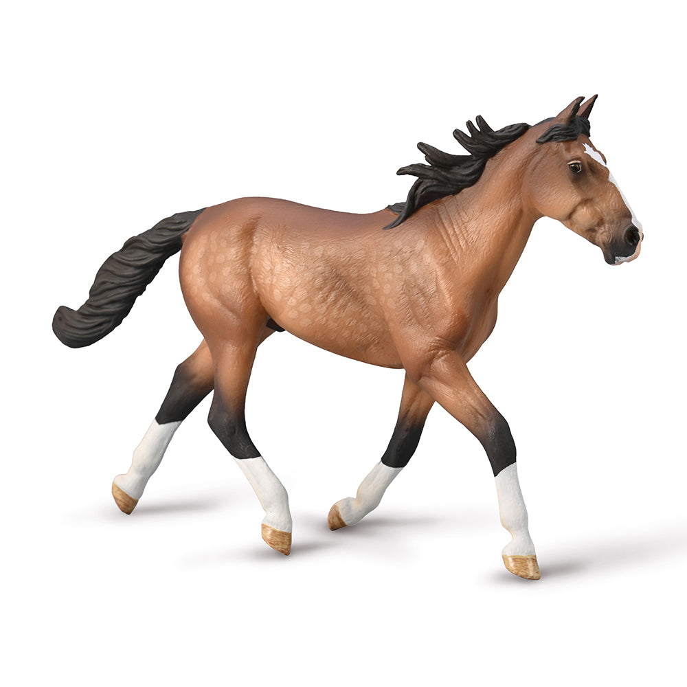 Standardbred Pacer Stallion - Bay (3 Years +)