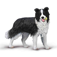 Border Collie (3 Years +)