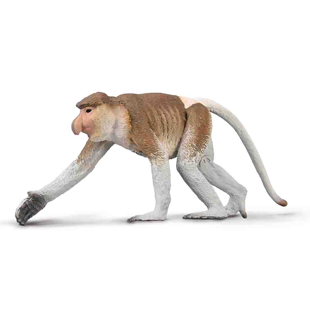 Proboscis Monkey (3 Years +)