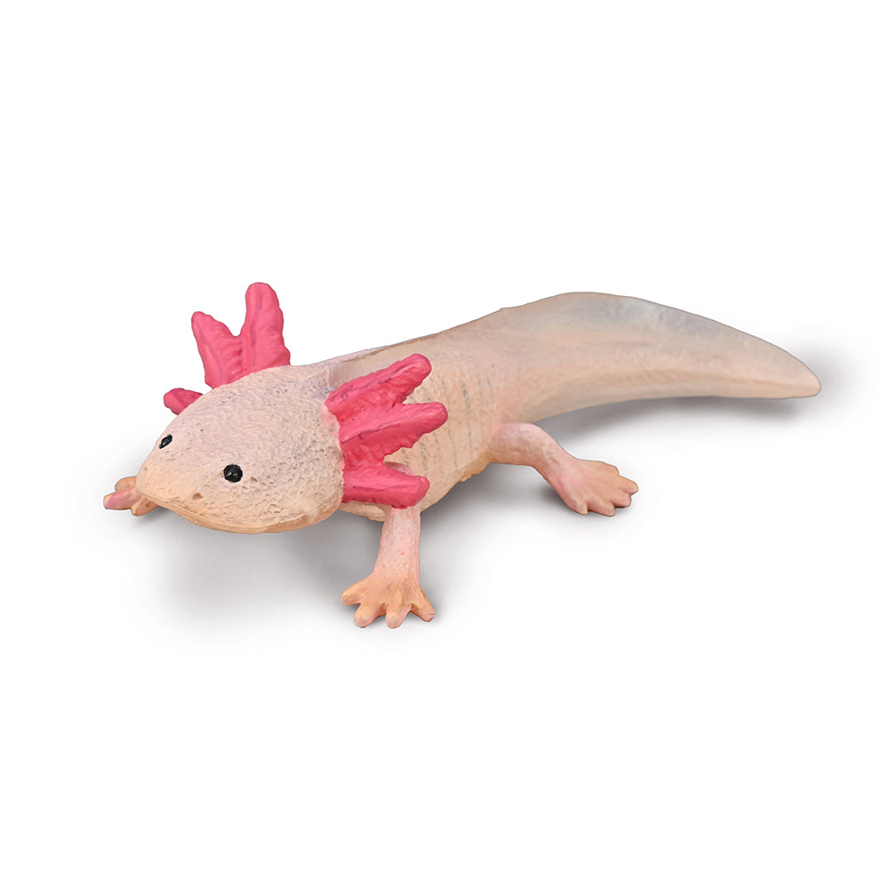 Axolotl (3 Years +)