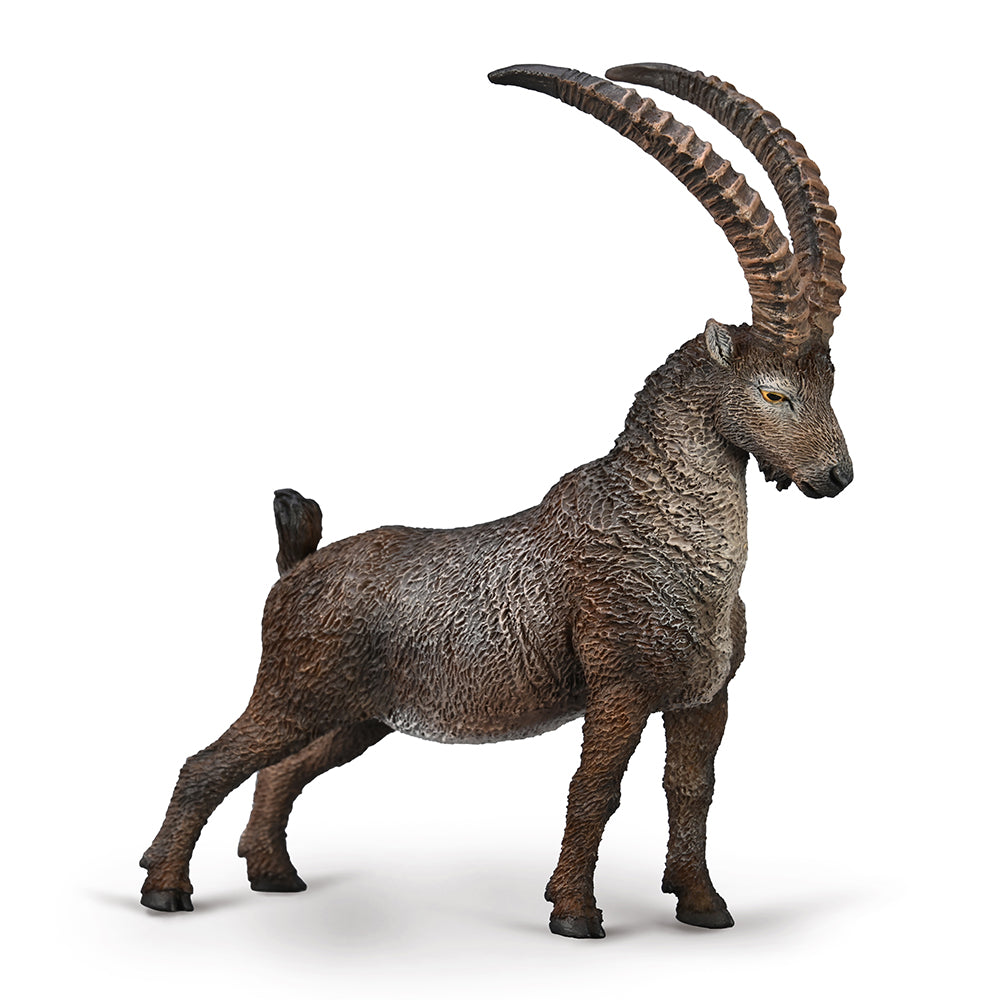 Alpine Ibex (3 Years +)