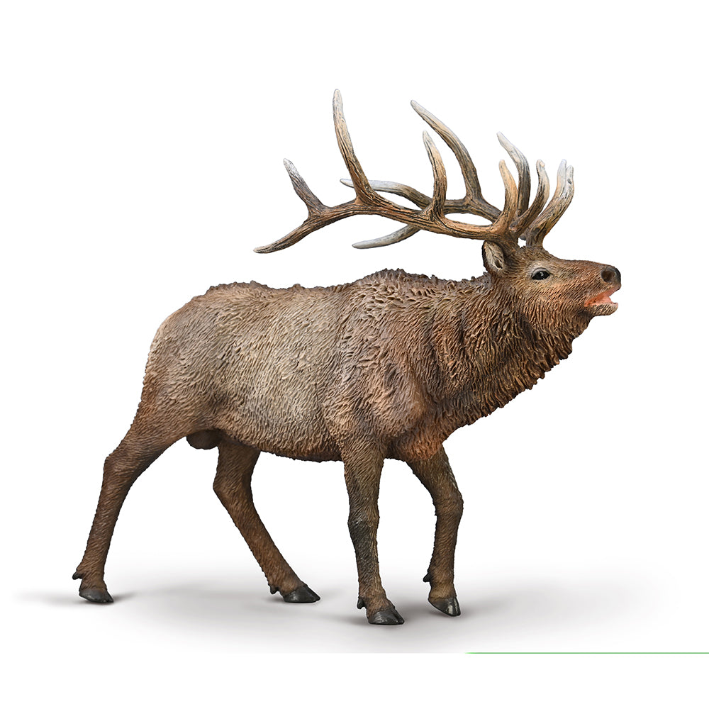 Wapiti (3 Years +)