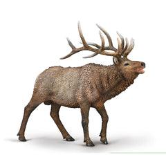 Wapiti (3 Years +)