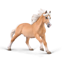 Haflinger Stallion (3 Years +)
