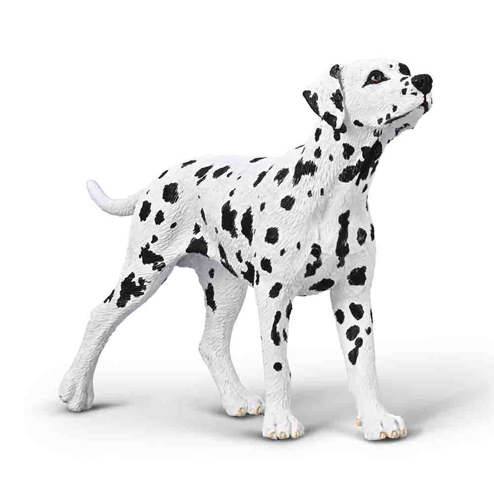 Dalmatian (3 Years +)