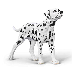 Dalmatian (3 Years +)