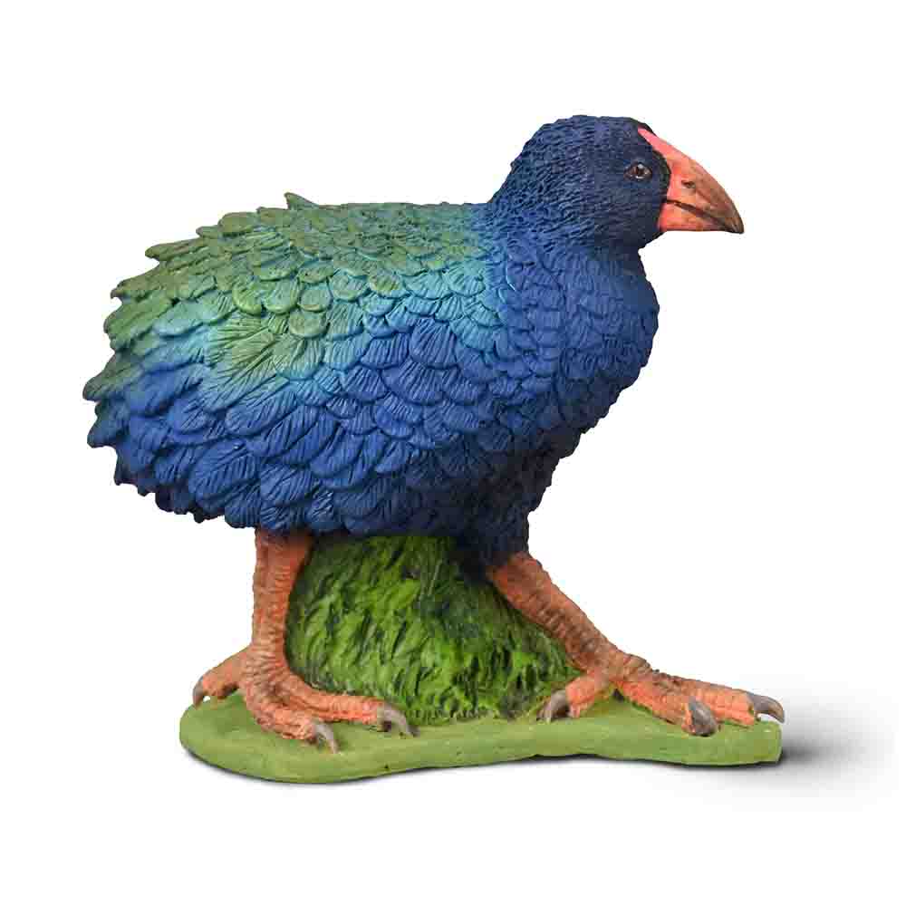 Takahe (3 Years +)