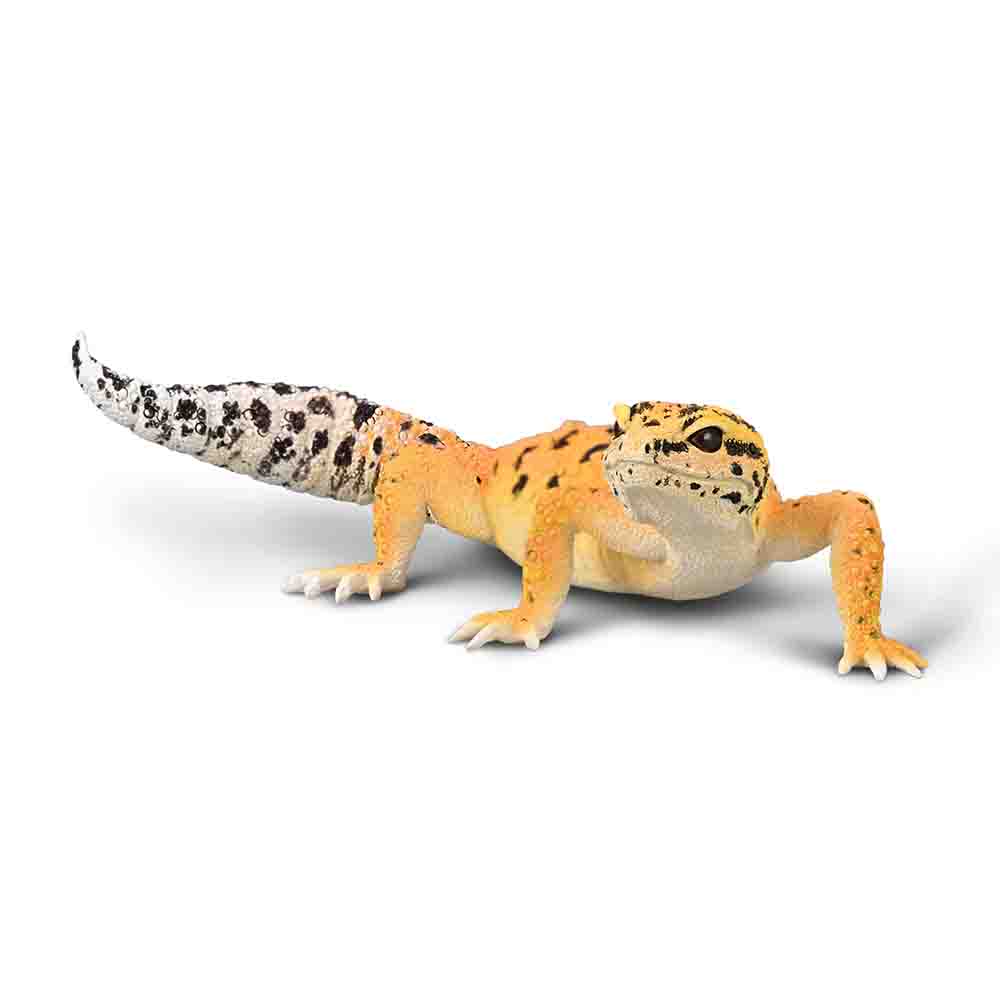 Leopard Gecko (3 Years +)