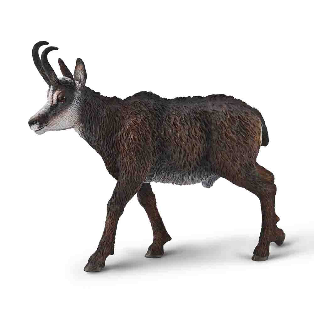 Chamois (3 Years +)