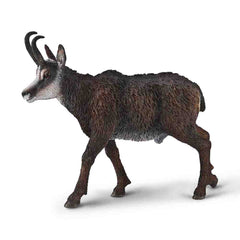 Chamois (3 Years +)