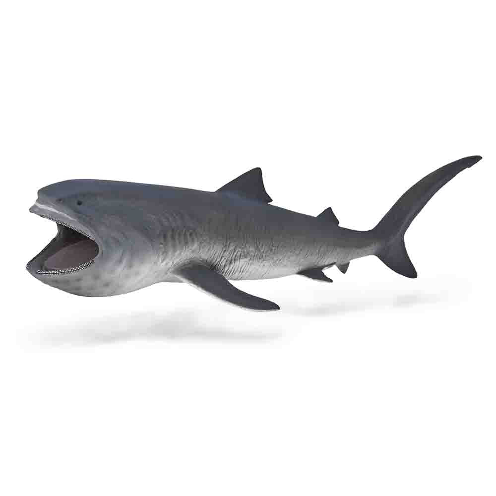 Megamouth Shark (3 Years +)