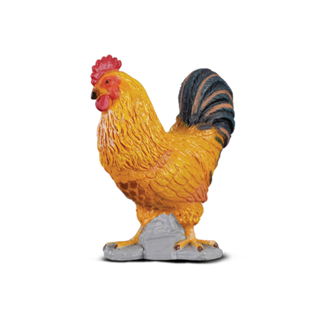 Cockerel (3 Years +)
