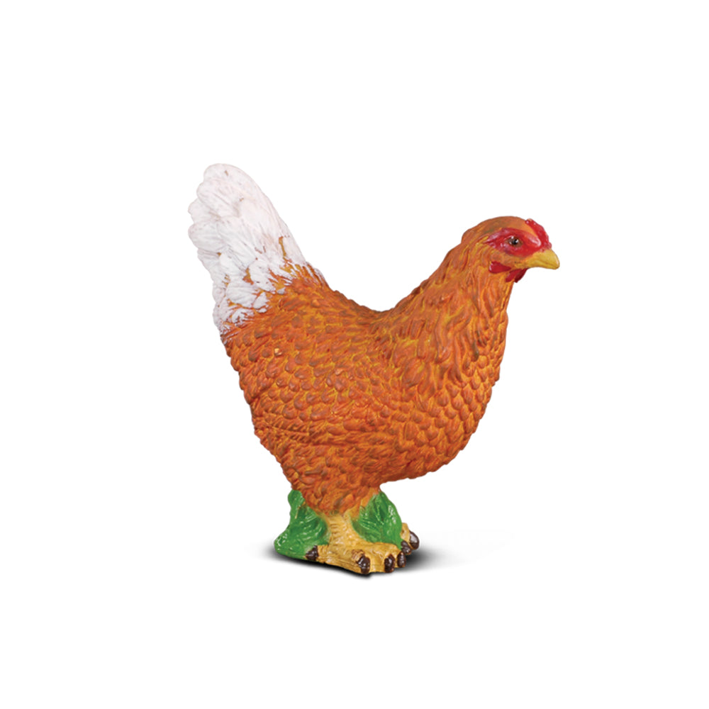 Hen (3 Years +)