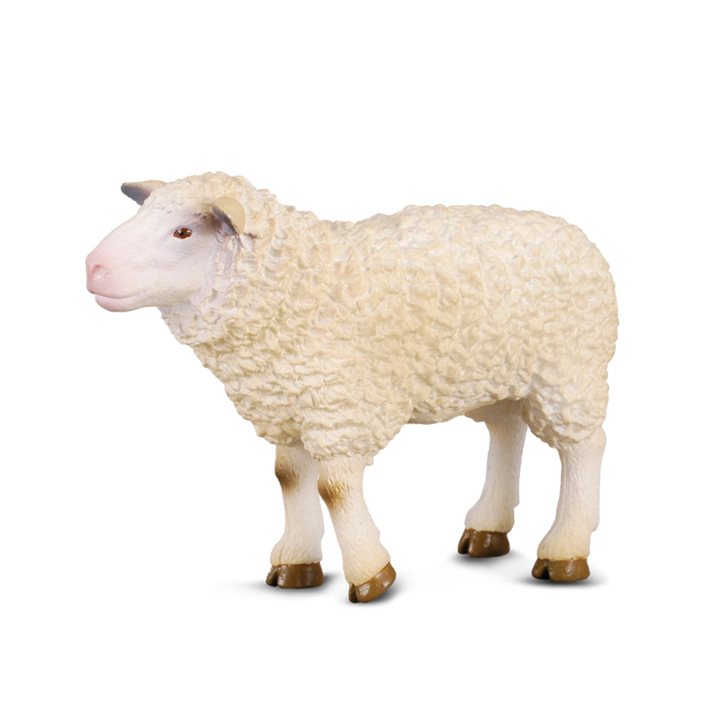Sheep (3 Years +)