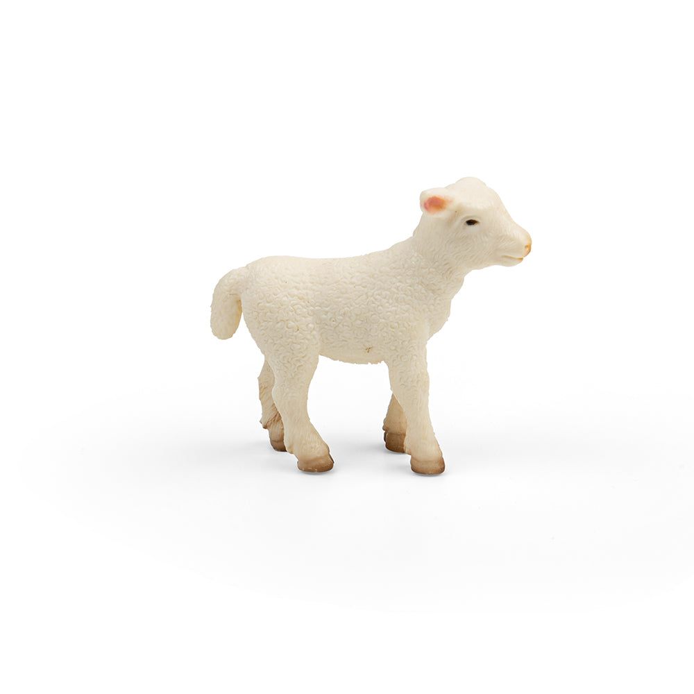 Lamb (3 Years +)