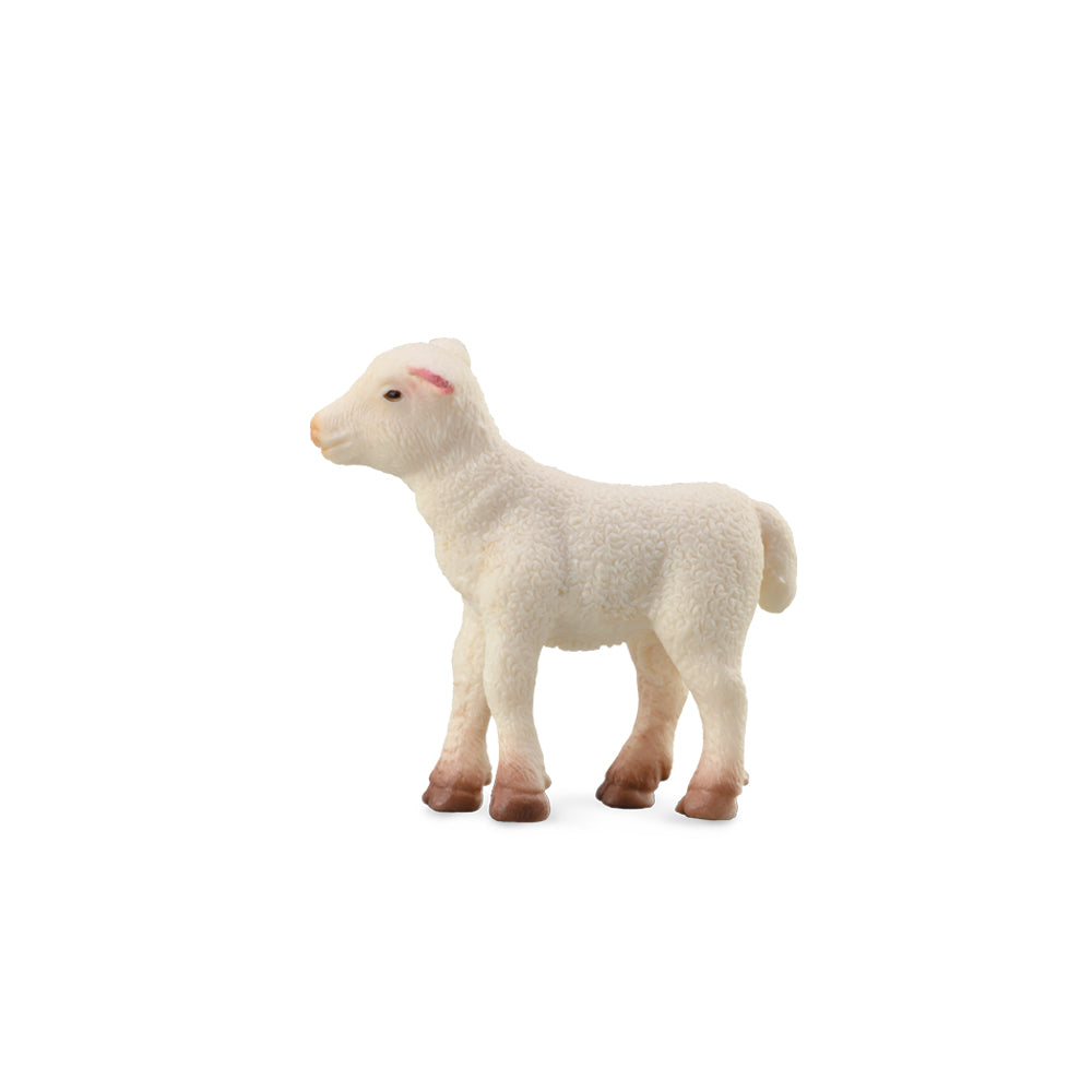 Lamb (3 Years +)