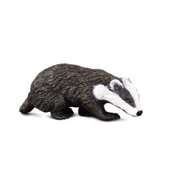 Eurasian Badger (3 Years +)