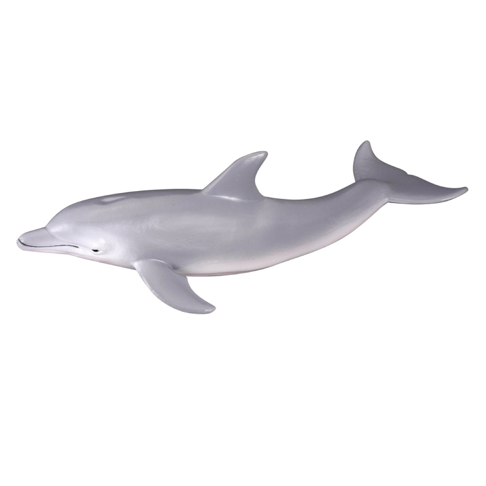 Bottlenose Dolphin (3 Years +)