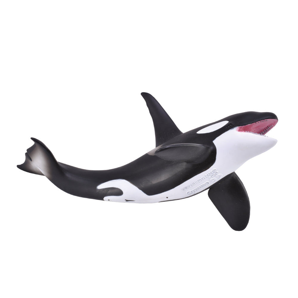 Orca (3 Years +)