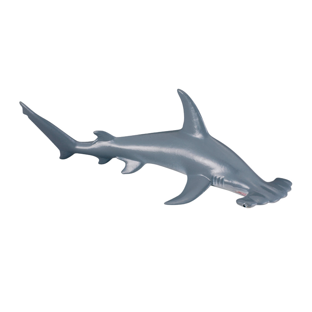Scalloped Hammerhead Shark (3 Years +)